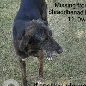 A Black Indie Dog Missing from Swami Shraddhanad Park, Sector 11, Dwarka