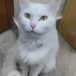 A White Persian Cat Missing from Armstrong Road-2