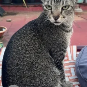A Grey Indie Cat Missing from North Jaganathan nagar, VillivaKKam