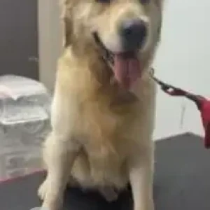 A Light Brown Golden Retriever Dog Found from Appa junction, Narsingi Road-2