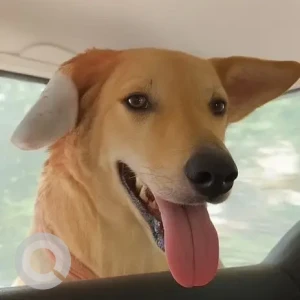 A White-Brown Mix Indie Dog Missing from Sector 65, Mohali