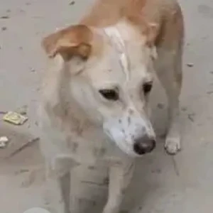 A White-Brown Mix Indie Dog Missing from Dhoolsiras village, Bajghera village-3