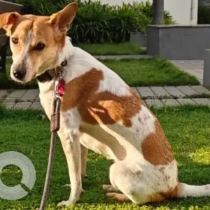 A White-Brown Mix Indie Dog Missing from St. Antonys school, Begur