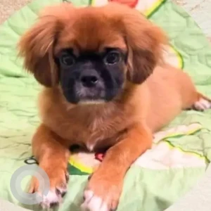 A Brown Pekingese Dog Missing from Sainikpuri