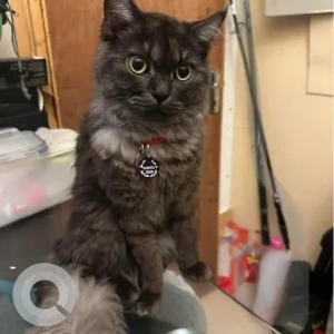 A Black Persian Cat Missing from Al Satwa