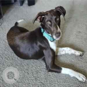 A White-Brown Mix German Shorthaired Pointer Dog Missing from Melrose Wakefield Hospital