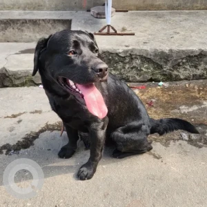 A Black Labrador Dog Found from Dillibazar