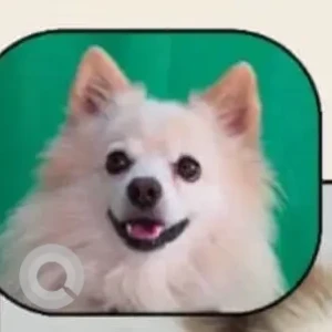 A White-Brown Mix Pomeranian Dog Missing from Dhandra Road, Manakwal, Pune-2