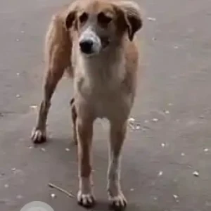A White-Brown Mix Indie Dog Found from Baner, Pune-2