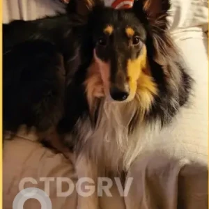 A Black and White collie Dog Missing from Bassetts bridge rd, kaya lane