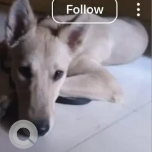 A White-Brown Mix Indie Dog Missing from Pimpri Chinchwad-3