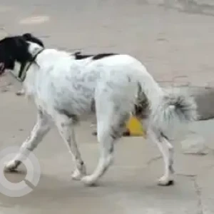 A Black and White Indie Dog Found from Shivaji College