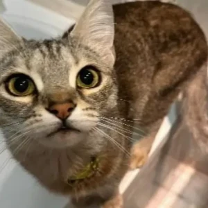 A Dusky Domestic Shorthair Cat Missing from Ontario tower