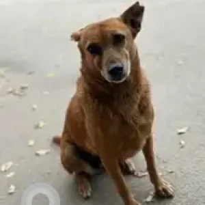 A Brown Indie Dog Missing from Nyanappanahalli, Akshaynagar