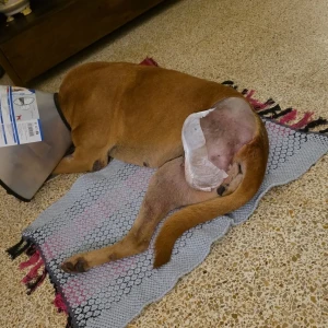 A White-Brown Mix Indie Dog Missing from Sateri Nagar Colony, Parra-2