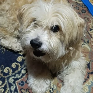 A White Poodle Mix Dog Missing from Kanibahal, Lalitpur-3
