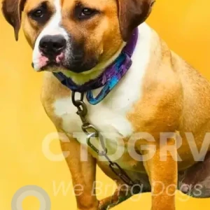 A White-Brown Mix Pit Mix Dog Missing from Hale Dr/Park Ave Area