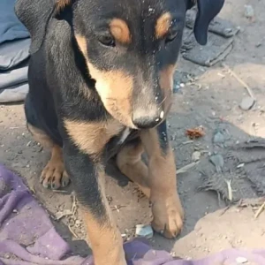 A Black and Brown Indie Dog Found from Aashirwad dining hall, Karve statue, Kothrud