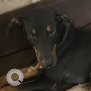 A Black and Brown Doberman Dog Missing from Safdarjung enclave