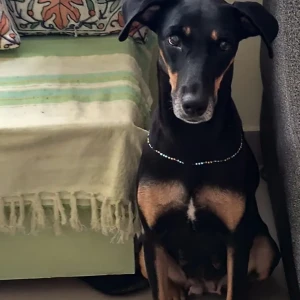 A Black Indie Dog Missing from Lucknow-2