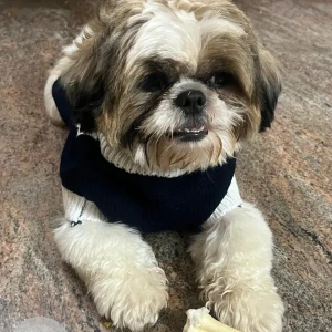 A White-Brown Mix Shih Tzu Dog Missing from MSR Nagar