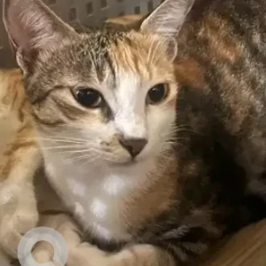 A White-Brown Mix Calico Cat Missing from Sanjayanagara, Bengaluru-2