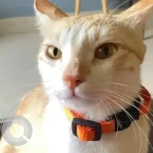 A White-Brown Mix Indie Cat Missing from Doddanekundi, Bengaluru-3