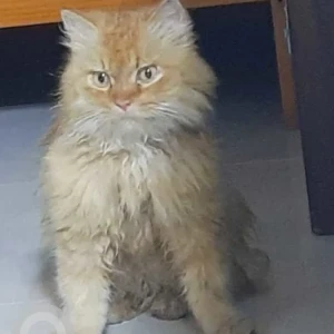 A Orange Persian Cat Found from Choolaimedu, Chennai
