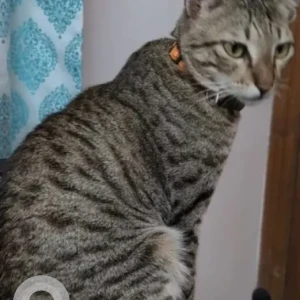 A Grey Tabby Cat Missing from Canara Bank Apartment