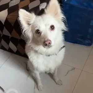 A White Pomerian Dog Found from Sector 21