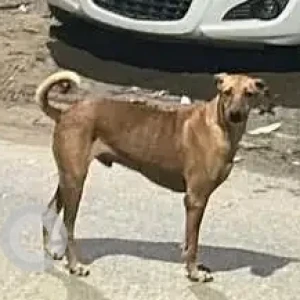 A Brown Indie Dog Found from Sector 49, Gurugram