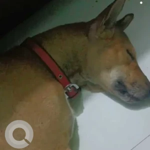 A Brown Indie Dog Missing from Lathi Mohal, Fatehpur Fatehpur District-3