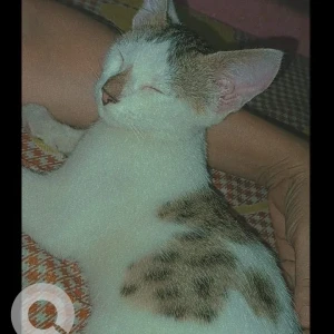 A Black and White Indie Cat Missing from Chakiya, Rajrooppur-3