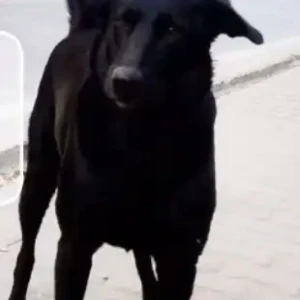 A Black Indie Dog Missing from House of Strays, Noida, Sector-54