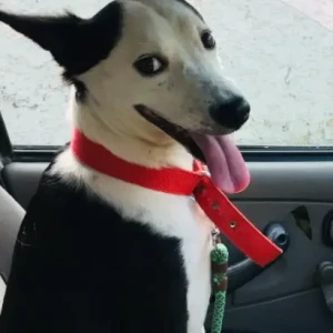 A Black and White Indie Dog Missing from Kanathur