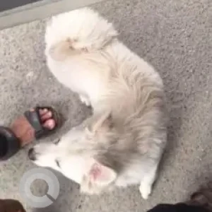 A White Pomeranian Dog Found from Koramangala, Bengaluru-2