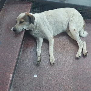 A White-Brown Mix Indie Dog Found from Kailash colony, Greater Kailash 1
