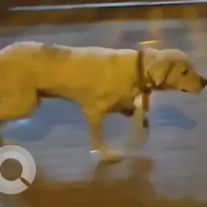 Found: A White Pakistani Bully Dog Found from Mota Singh School, Janakpuri A White Pakistani Bully Dog Found from Mota Singh School, Janakpuri