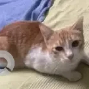 A White-Brown Mix Indie Cat Missing from Crestwood High School