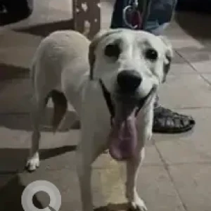 A White Indie Dog Found from Sarakki, JP Nagar