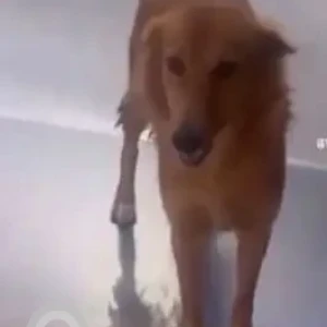 A Brown Indie Dog Missing from Metro Station 15, Noida-2