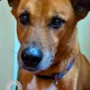 A Brown Indie Dog Missing from Sangharsha Galli, Bafal-3