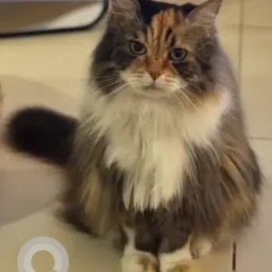 A White-Brown Mix Persian Cat Missing from Travo A, The Views Community