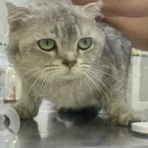 A Grey Domestic Shorthair Cat Found from Qassimiya