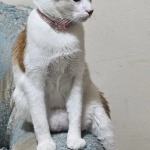 A White-Brown Mix Domestic Shorthair Cat Missing from Near satwa round beside LUXE HOTEL