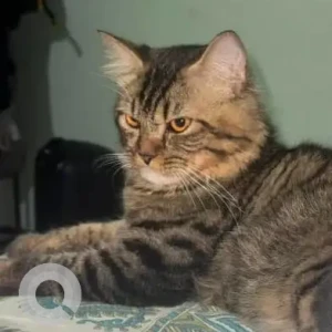A Black and Brown Indie Cat Missing from Alto- Betim Porvorim, Panaji