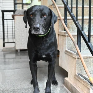 A Black Labrador Dog Found from Telecom layout, Jakkur post-3