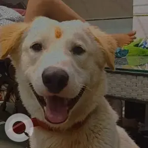 A White Indie Dog Missing from Bhalswa Dairy, Rajeev nagar