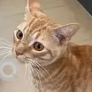 A Orange Domestic Shorthair (Indie) Cat Missing from 10th Main, 12th Crosse, Parkia Horamavu-3