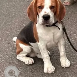 A White-Brown Mix Beagle Dog Missing from Ushodaya Junction-2